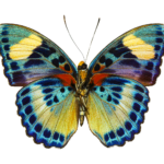 butterfly, nature, flower, floral background, transparent, background